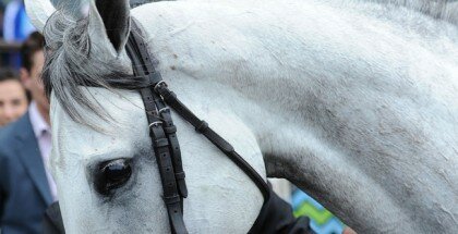 discreet marq