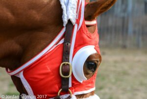 CloseupRedBlinkersAiken