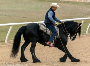 draftbowingAikenBlackStallion